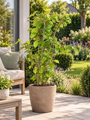 Immagine prodotto di Nocciolo (Corylus avellana) "Lange Spaanse", arbusto di 50-70 cm, resistente al freddo, pianta ornamentale, con noci commestibili, venduto in vaso