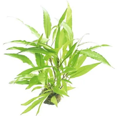 Produktbild von Schmalblättriger Wasserfreund - Hygrophila corymbosa Thailand