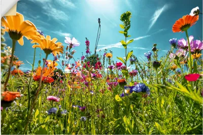Produktbild von ARTland Wandbild, selbstklebend Buntes Blumenfeld Größe: 60x40 cm
