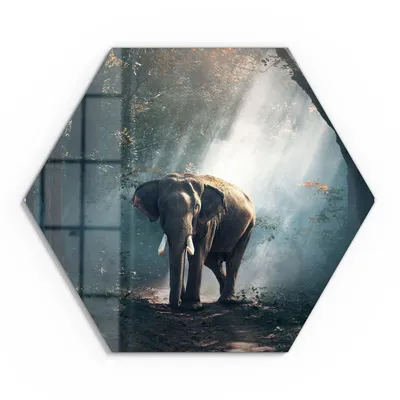 Produktbild von DEQORI Glasbild Echtglas 40x35 cm 'Elefant im Wald' Wandbild Bild modern Deko
