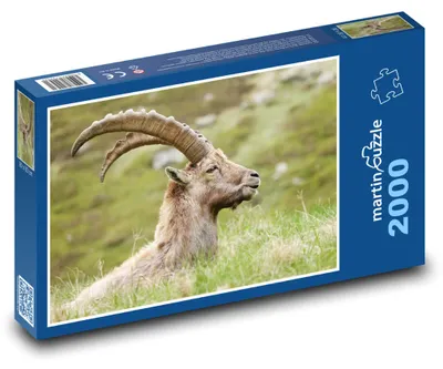 Zdjęcie produktu dla martinpuzzle - Puzzle 2000 - Koźrożec