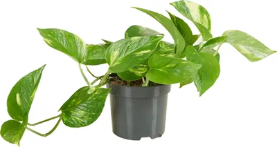Zdjęcie produktu dla Bloomique - Epipremnum Aureum - Bluszcz pospolity - Roślina zwisająca - Nadaje się również jako roślina pnąca - Roślina doniczkowa - Oczyszcza powietrze - Łatwa w utrzymaniu - Wysokość 15-20 cm - Doniczka 12 cm