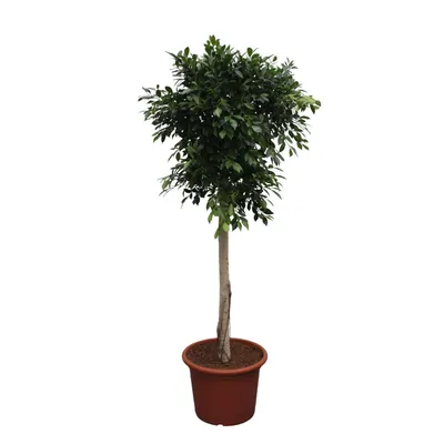 Produktbild von Fíkus čínský - Ficus Nitida - 250cm - ø55cm
