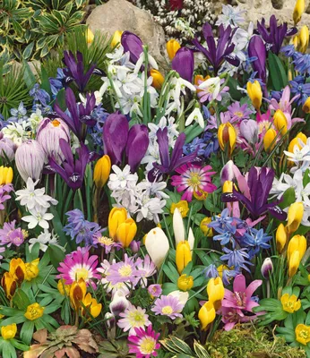 Produktbild von BALDUR Garten 150er Blumenzwiebel-Mix zum Verwildern,150 Zwiebeln, ideal zum Verwildern im Garten, blüht von Jahr zu Jahr üppiger, buntes Blütenmeer, winterhart & mehrjährig, pflegeleicht
