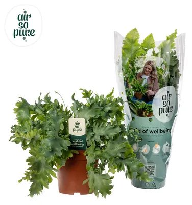 Image de Phlebodium Davana - 25-35cm - Ø12cm - Plante d'intérieur - Vert persistant