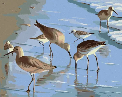 Produktbild von Zuty - Malen nach Zahlen - MÖWEN AM STRAND (ROBERT JOHNSON), 40x50 cm, mit Keilrahmen (bereits gespannt)