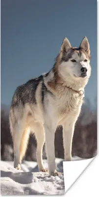 Produktbild von MuchoWow® Poster Husky im Schnee 60x120 cm - Wandschmuck