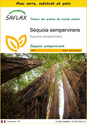 Image de SAFLAX Ensemble de culture - Séquoia sempervirens - 50 graines - Sequoia