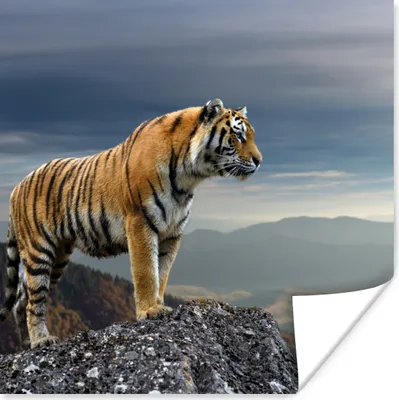 Produktbild von MuchoWow® Poster Tiger - Berg - Natur - Landschaft 75x75 cm - Wand Dekoration