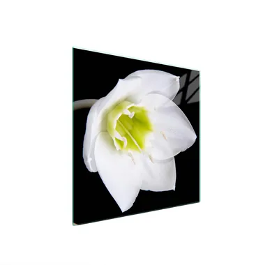 Produktbild von Glasschutzplatte Für Herd 50X52 Orchidee