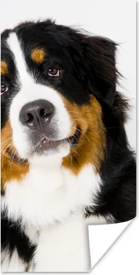 Produktbild von MuchoWow® Poster Porträtfoto eines Berner Sennenhundes 60x120 cm - Wandschmuck