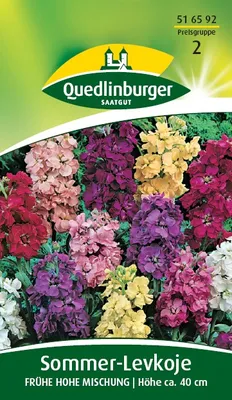 Produktbild von Quedlinburger Saatgut - Sommer-Levkojen Frühe hohe Mischung - Samen - 516592