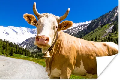 Produktbild von MuchoWow® Poster Kuh - Schnee - Alpen 180x120 cm - Fotoplakat