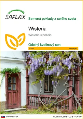 Obrázok produktu pre SAFLAX - Wisteria - Wisteria sinensis - 4 Semená