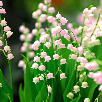 Produktbild von Maiglöckchen Zwiebeln - Rosa Convallaria Majalis - 10 Wurzeln - Stauden Winterhart Mehrjährig - Echte Pflanzen aus Holland für Garten (kein Samen, zwiebeln und nicht künstlich)