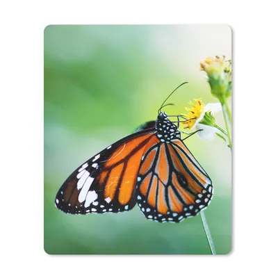 Produktbild von MuchoWow® Mauspad Mousepad Schmetterling - Blumen - Insekten 19x23 cm - Mousepads - Maus Mat - Pad - Mausunterlage - Mauspads - Spielen