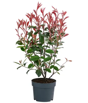 Produktbild von Dehner Glanzmispel Carre Rouge, Photinia fraseri, immergrüner Strauch mit rotem Blattaustrieb, 30-35 cm, 2 l Topf, Heckenpflanze