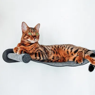 Produktbild von CanadianCat C10202, Hammock pet bed, Drinnen, Katze, Anthrazit, Grau, Rechteckig, Einfarbig