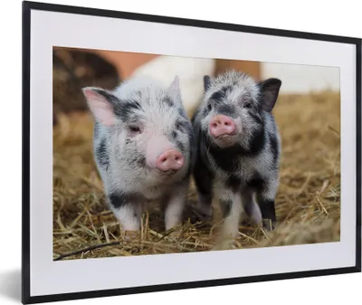 Produktbild von MuchoWow® Gerahmtes Poster Schwein - Tiere - Ferkel 60x40 cm - Poster mit Schwarzem Bilderrahmen Wandposter Rahmen Foto Bilder - Schlafzimmer - Plakat in Rahmen - Drucken