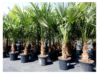 Produktbild von Winterharte Hanfpalme XXL 180-190 cm Trachycarpus fortunei
