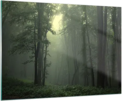 Produktbild von Bilder auf glas - Wald Nebel Baum - 100x70cm - Glasbilder - Wandbilder - Kunstdruck - zum Aufhängen bereit - Wanddekoration aus Glas - Glas Bilder - Wandbild auf Glas - Einteilig - GAA100x70-3543