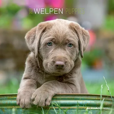 Produktbild von Welpen 2022 - Broschürenkalender 30x30 cm (30x60 geöffnet)