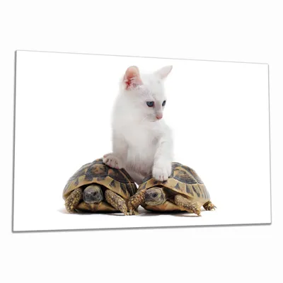 Produktbild von Wallario Herdabdeckplatte aus Glas, Größe 80 x 52 cm 1-teilig, Motiv Katze auf Schildkröten
