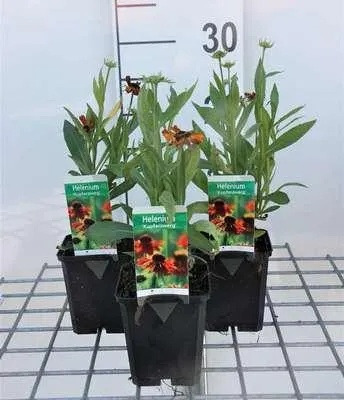 Image de 6 x Helenium hybr. 'Kupferzwerg' - Brassicole - pot 9 x 9 cm