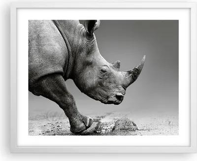 Produktbild von Gerahmtes Poster - Weißer Rahmen - Nashorn Monochrom Tier - 50x40 cm - Wand Bild - Wanddeko - Wandbilder - Kunstposter - Wandposter - Bilderrahmen - Bilder - Kunstdruck - P2WAA50x40-4954