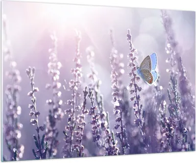 Produktbild von Bilder auf glas - Schmetterling Wiese Blume - 100x70cm - Glasbilder - Wandbilder - Kunstdruck - zum Aufhängen bereit - Wanddekoration aus Glas - Glas Bilder - Wandbild auf Glas - GAA100x70-4014