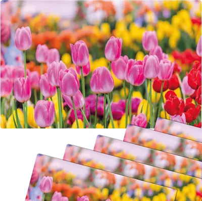Produktbild von Abwaschbare Tischsets 6er Set Sommer Tulpen Blumen pink