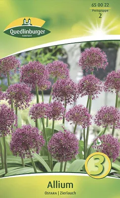 Produktbild von Allium Ostara Zierlauch (3 Stück) | Zierlauchzwiebeln von Quedlinburger
