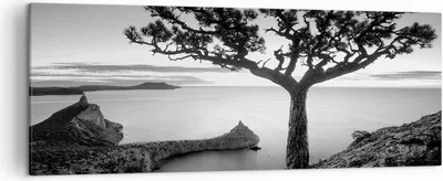 Produktbild von Bild auf Leinwand - Leinwandbild - Einteilig - Baum Schwarzweiß Ansicht - 140x50cm - Wand Bild - Wanddeko - Wandbilder - Leinwanddruck - Bilder - Wanddekoration - Leinwand bilder - AB140x50-4297