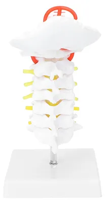 Obrázek produktu pro Model krční páteře, tepny, páteře, spinálních nervů – anatomický modelpro výuku přírodovědných předmětů