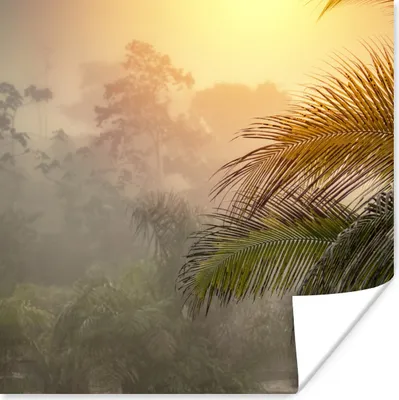 Produktbild von MuchoWow® Poster Landschaft mit Nebel und Palmen 50x50 cm - Wohnzimmerdekoration