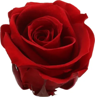 Produktbild von Konservierte Ewige Rosen Medium in Rot 8 Stück – Dekorative Blumenköpfe für stilvolle Raumgestaltung