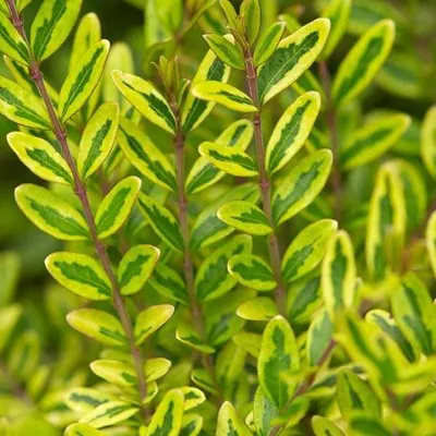 Obrázek produktu pro 2 x  zimolez  - Lonicera nitida 'Lemon Beauty'  | 25-30 cm v kontejneru