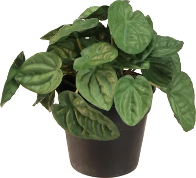 Produktbild von Künstliche Peperomia Dekopflanze für stilvolles Wohnen