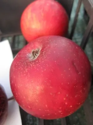 Produktbild von Malus Roter Jungfernapfel - Winterapfel Roter Jungfernapfel