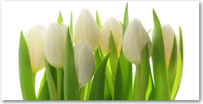 Produktbild von Tulup Glas-Bild -140x70- Wandkunst Dekorative Wand für Küche & Wohnzimmer - Blumen & Pflanzen - Tulpen - Grün