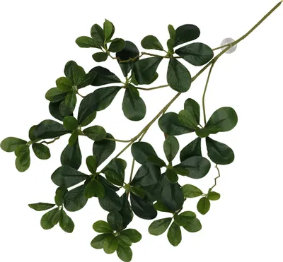Produktbild von Terra Della Hängepflanze Aralia grün