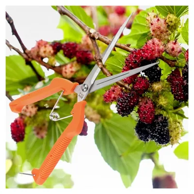 Produktbild von Gartenschere aus Edelstahl für Floristen, Schnittwerkzeug für Blumen und Pflanzen