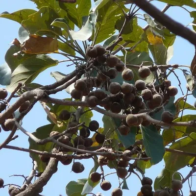 Image de Baheda (Terminalia bellirica)  - 5 graines