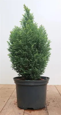 Produktbild von Chamaecyparis lawsoniana 'Snow White', Scheinzypresse, 30–40 cm