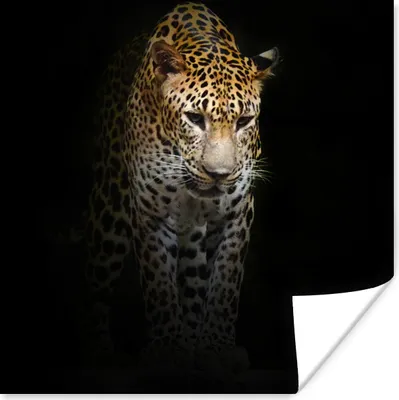 Produktbild von MuchoWow® Poster Leopard - Reflexion - Schwarz 50x50 cm