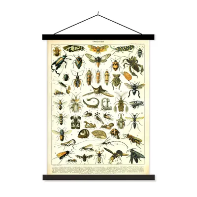 Produktbild von MuchoWow® Textilposter Insekten - Tiere - Jahrgang 90x120 cm mit schwarzem Rahmen - Dekoration