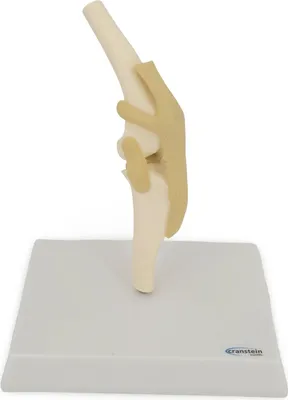 Produktbild von Hundeknie Anatomie Modell, mittlere Größe, mit Bändern