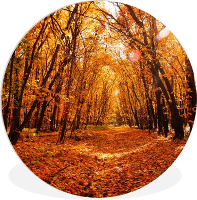Produktbild von MuchoWow® Rundes Wandbild - Runde Bilder Herbst - Wald - Laub - Jahreszeiten Ø 60 cm Kreis Wanddekoration Kunststoff - Wandkreis - Wandschmuck - Wand Kreis - Das Schlafzimmer - Die Bilder - Wandmalerei - Kunst für das Haus - das Plastik