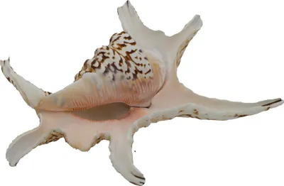 Produktbild von Echte Muschel Lambis chiragra Meeresschnecke ca. 15-18 cm
