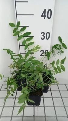 Immagine prodotto di 6 x Galega officinalis - Galega - vaso 9 x 9 cm